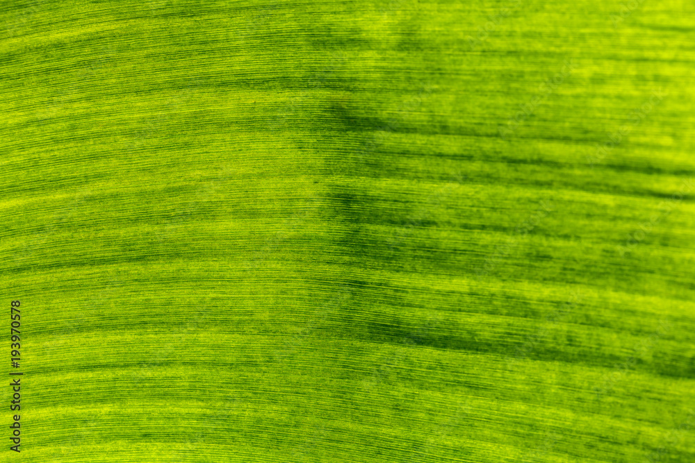 Abstract texture of the banana leaves.Created by natural. Abstract texture of the banana leaves.Created by natural.