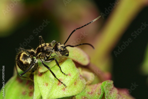 Image of an ant (Polyrhachis dives) on green leaf. Insect. Animal. © yod67