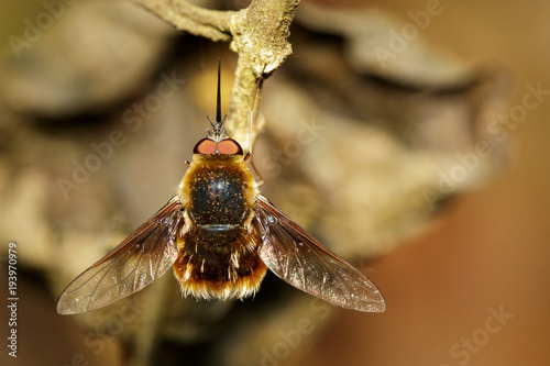 Image of bee flies or bombylius major on dry branches. Insect. Animal.