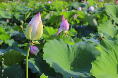 Born in pond with dense lotus leaves and lotus flowers in the summer outdoors