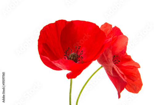 Fototapeta Naklejka Na Ścianę i Meble -  a poppy flowers