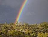 Sonoran desert rainbow near Scottsdale, Arizona.