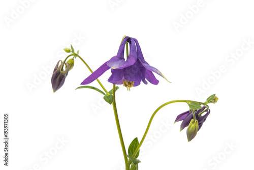 Fotografia aquilegia flower isolated