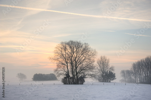 Flemish winter landscape of trees in meadows with snow and fog, West-Flanders; Belgium