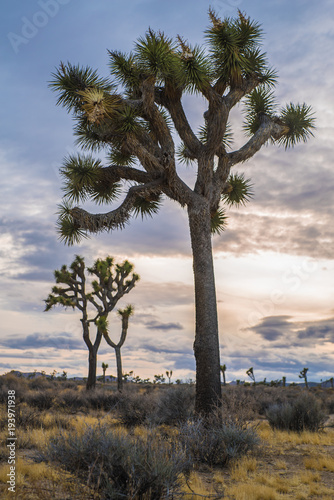 Joshua Trees  Mojave Desert  California