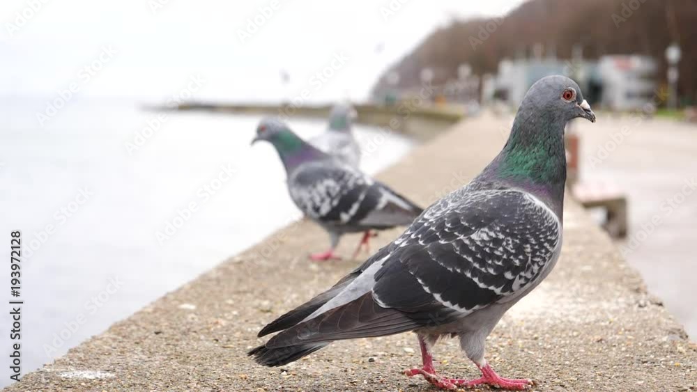 Flock of hungry pigeons pecking and eating food bread seeds outdoor on seaside in cold season, slow motion Flock of hungry pigeons pecking and eating food bread seeds outdoor on seaside in cold season, slow motion