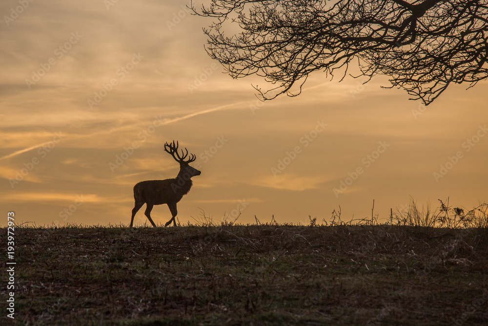 Naklejka premium A white tail deer silhouetted against a sunset