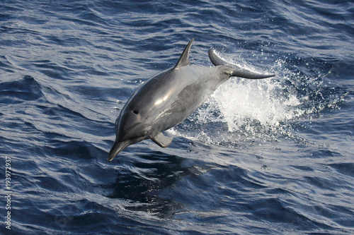 Wild Dolphin jumping 