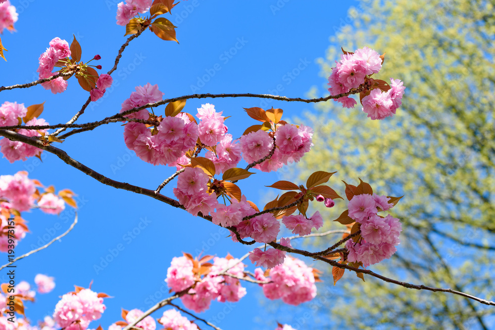 新緑と八重桜 新緑と八重桜