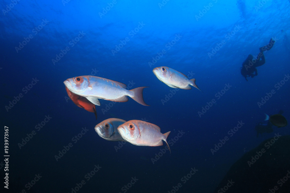 Naklejka premium Scuba dive coral reef and fish