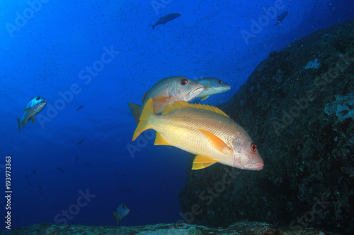 Fish on underwater coral r eef © Richard Carey