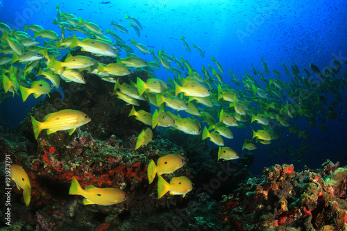 Fototapeta Naklejka Na Ścianę i Meble -  Fish on underwater coral r eef