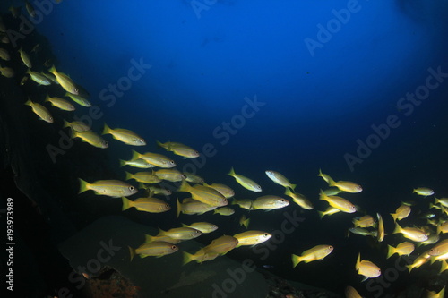 Fish on underwater coral r eef