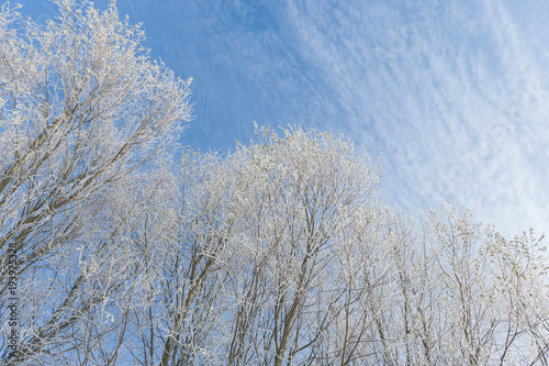 Detail of pollard willow trees with hoarfrost and blue sky