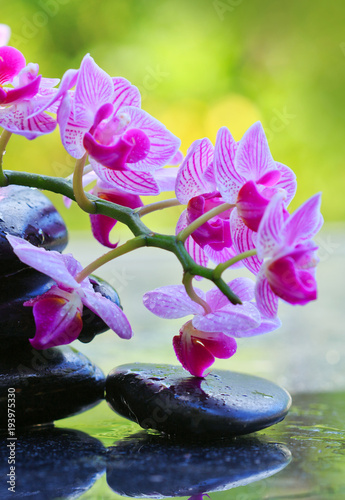 Black spa stones and pink orchid.