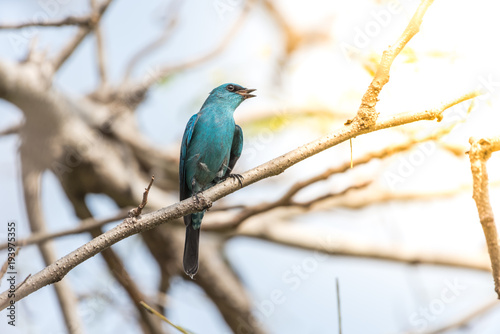 Bird (Verditer Flycatcher) on tree in nature wild