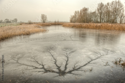 Winter landscape in the Blankaart  Diksmuide