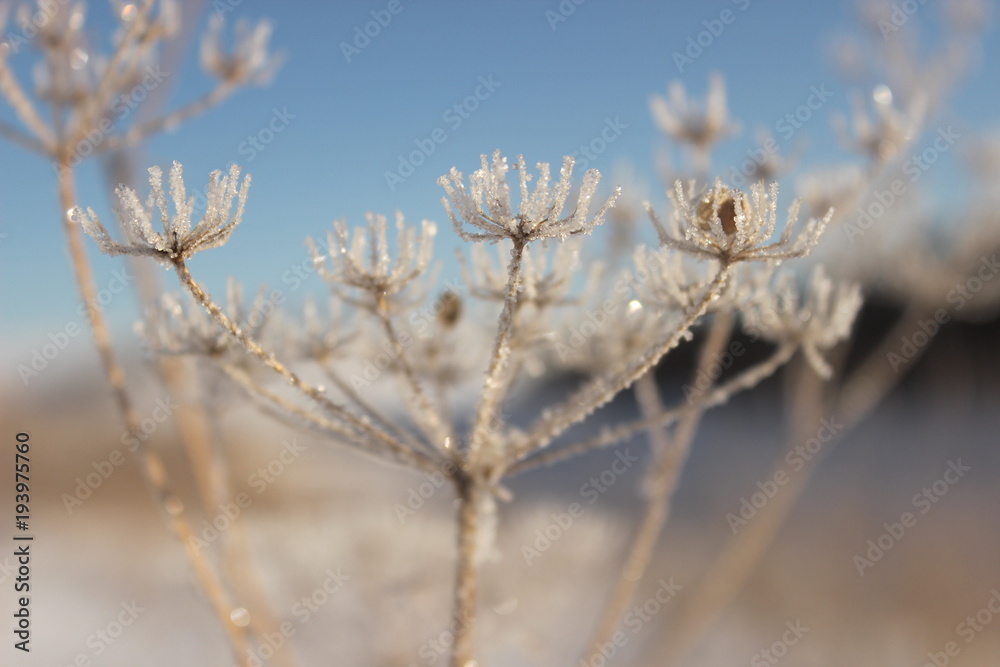 Winter ice flower