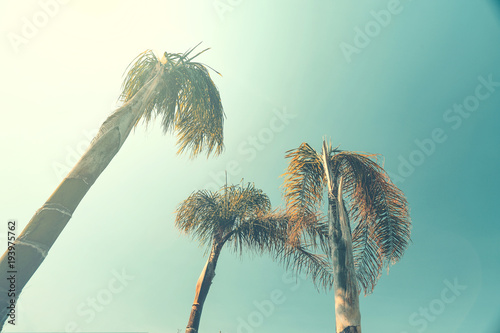 Summer photo of palms and vintage color 
