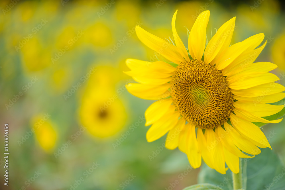 close up of sunflower texture. Organic and natural flower background. Sunflowers field background. close up of sunflower texture. Organic and natural flower background. Sunflowers field background.