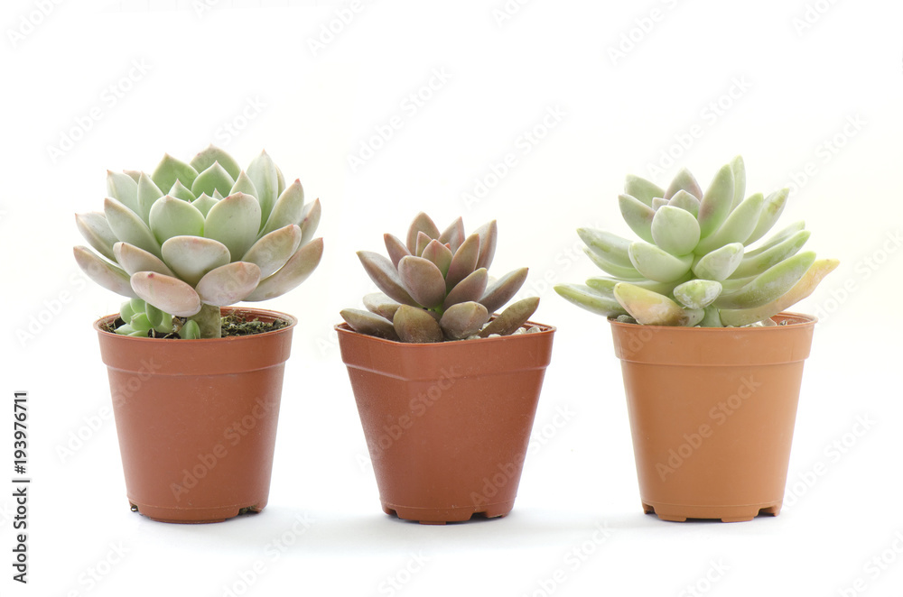 Mini Succulent Flowering pot on white background Mini Succulent Flowering pot on white background