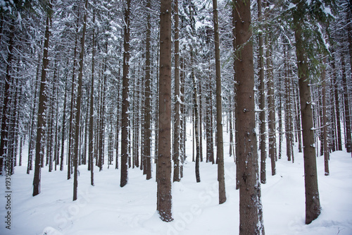 Landscape of trees with snow in the forest during winter © Viktorie