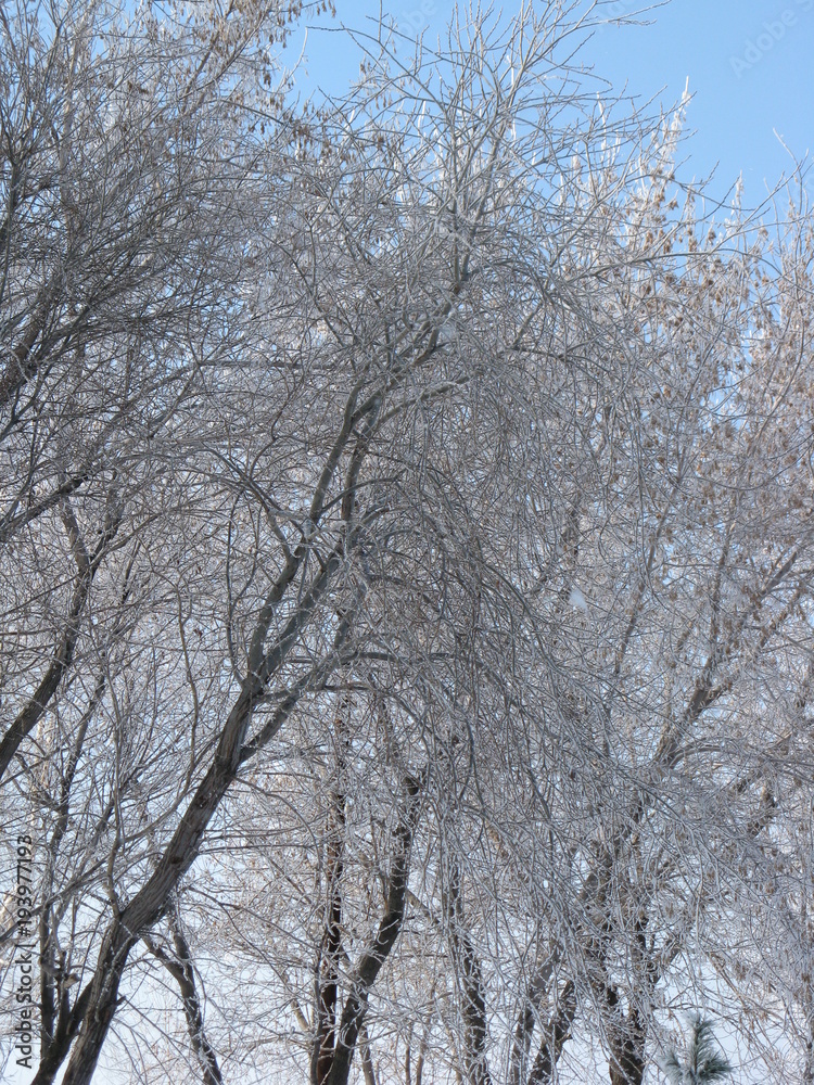 Winter trees branches covered snow against blue sky. Beautiful winter nature in sunny day. Winter trees branches covered snow against blue sky. Beautiful winter nature in sunny day.