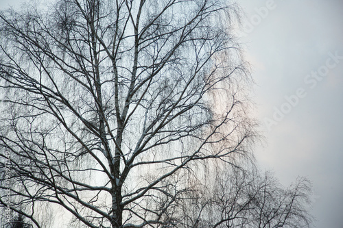 Silhouette of tree in winter