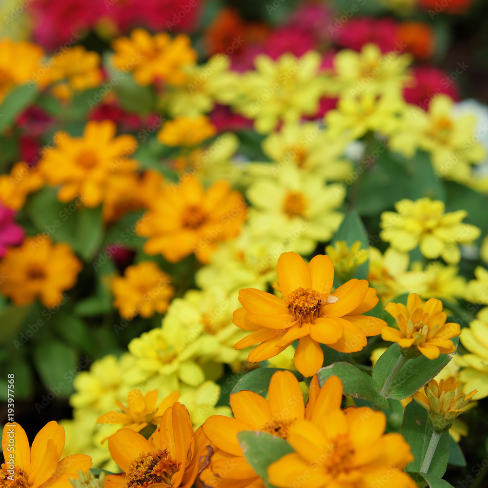yellow flowers closeup yellow flowers closeup