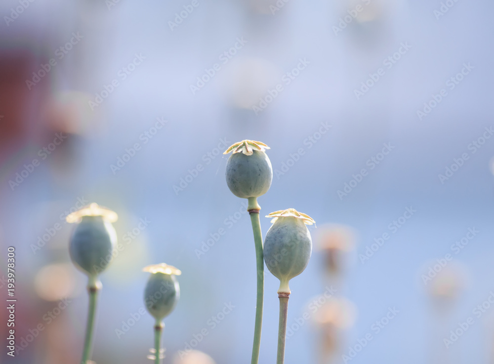 stems and fruits of plants of the poppy flower growing in a gentle warm Sunny day and reach for the sky stems and fruits of plants of the poppy flower growing in a gentle warm Sunny day and reach for the sky