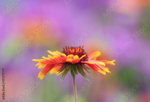 beautiful fragrant bright orange flower on delicate lilac and pink background...