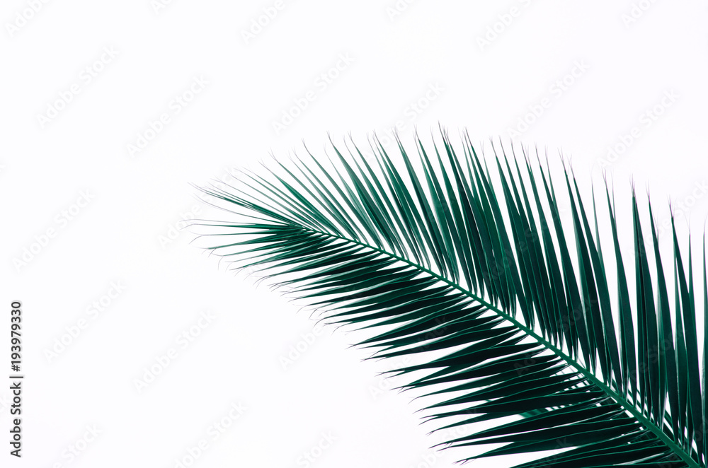 Fototapeta premium minimal tropic concept. leaves of palma (closeup)