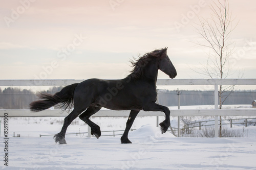Black horse with the mane flutters on wind running on the snow-covered field in the winter	