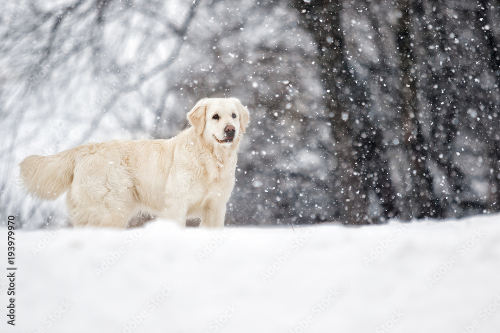 golden retriever dog in winter park golden retriever dog in winter park