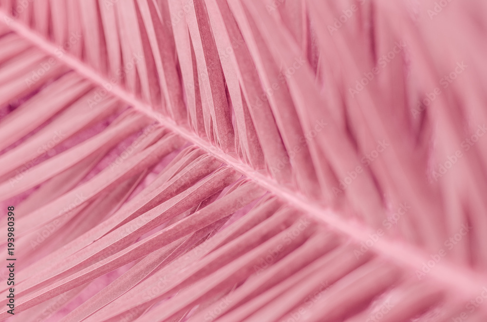 Fototapeta premium minimal tropic concept. leaves of palma (closeup)