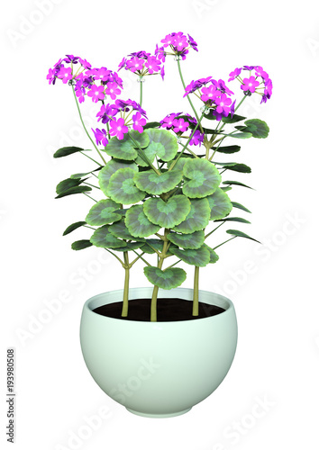 Fototapeta Naklejka Na Ścianę i Meble -  3D Rendering Geranium Flowers Pot on White