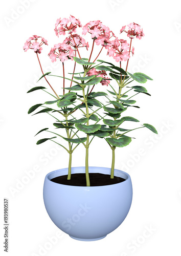 Fototapeta Naklejka Na Ścianę i Meble -  3D Rendering Geranium Flowers Pot on White
