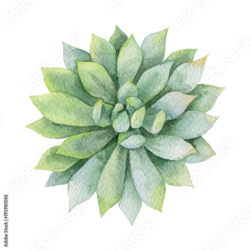 Watercolor vector green succulent isolated on white background.