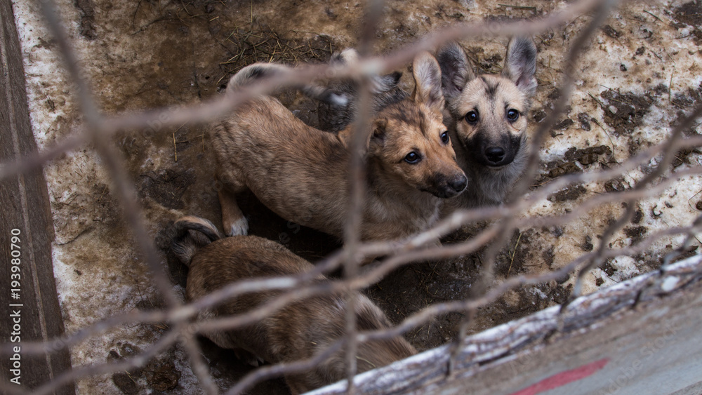 Three small dogs in a cage Three small dogs in a cage