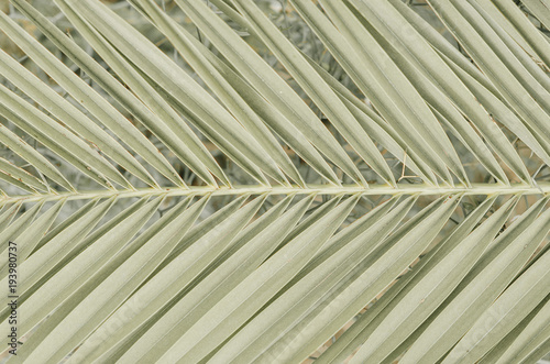 minimal tropic concept. leaves of palma  closeup 