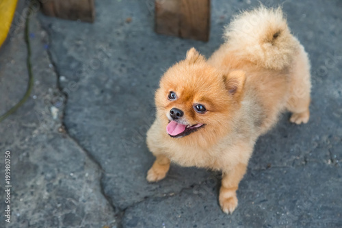 Pomeranian dog stand on the street