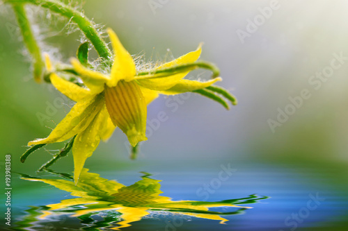Tomato Flower isolated on green.Water reflection.