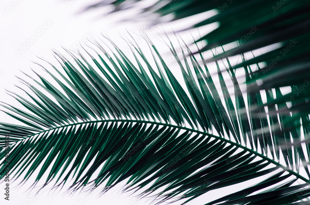 Obraz premium minimal tropic concept. leaves of palma (closeup)