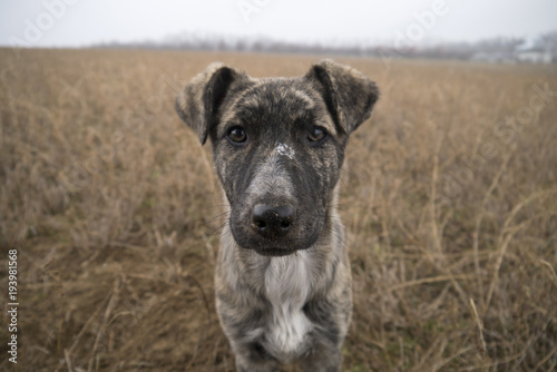 Cute baby dog portrait