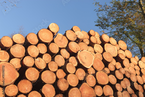 Log stack of harvested timber 