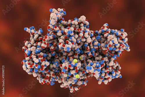 Coagulation Factor VIII, FVIII, an essential blood-clotting protein, also known as anti-hemophilic factor, AHF, 3D illustration. Its defficiency results in hemophilia A