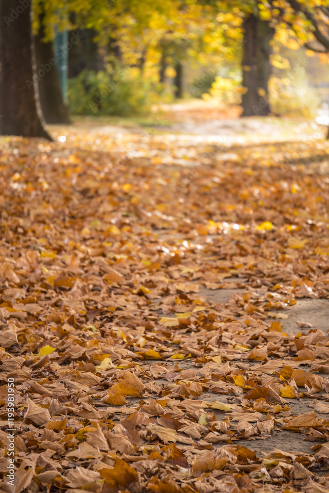 Footpath covered with fallen Autumn leaves