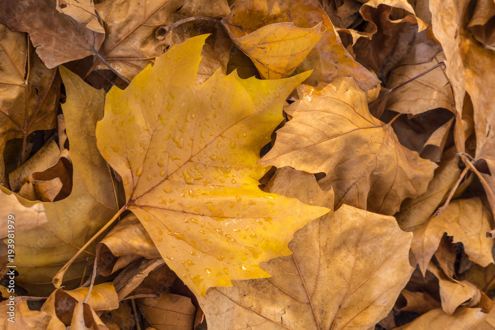 Close up of Autumn leaves laying on the ground