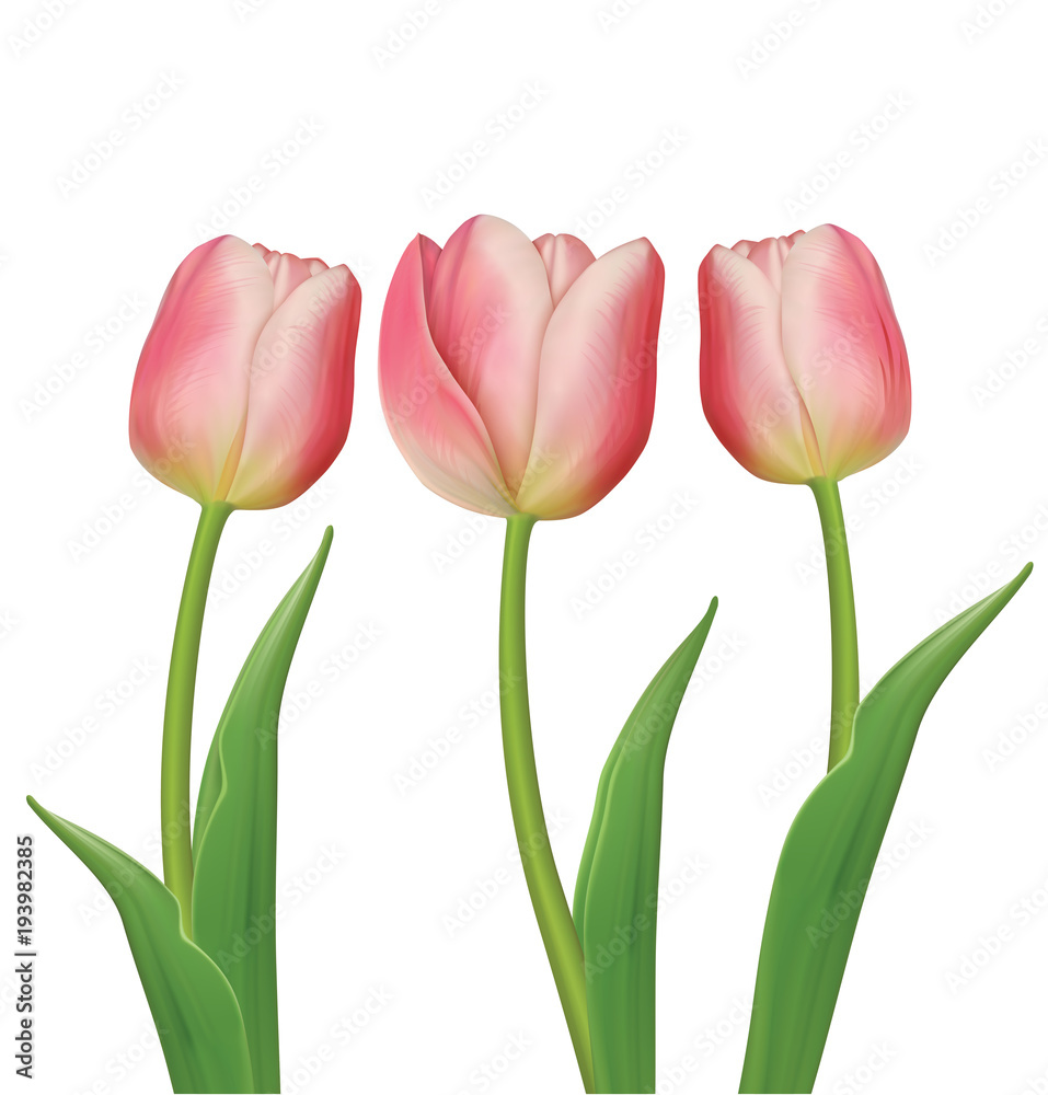 Fototapeta premium Tulips flowers on white background. Vector illustration