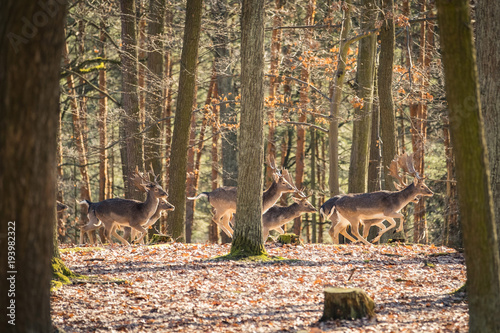 Bild auf Leinwand Fallow Deer (Dama dama), in autumn forest, Czech Republic